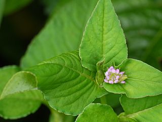 Persicaria nepalensis